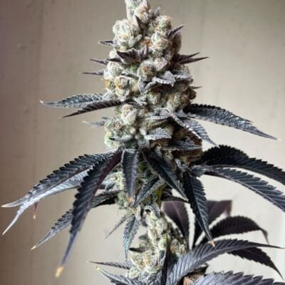 TRICHOME_BROS_TOMS_THUMB_#1_FLOWER_1_LUSCIOUS_GENETICS