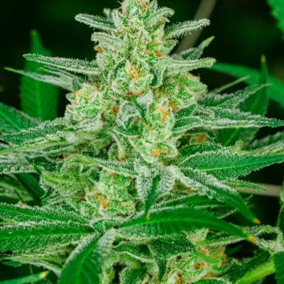 ATLAS_SEED_BLUE_DREAM_SFT_FLOWER_1_LUSCIOUS_GENETICS
