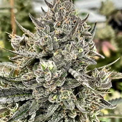 ATLAS_SEED_CHEETAH_THE_HUT_FLOWER_1_LUSCIOUS_GENETICS