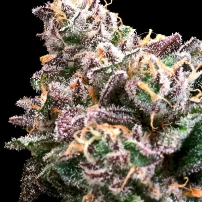 ATLAS_SEED_CRAZY_TRAIN_FLOWER_1_LUSCIOUS_GENETICS