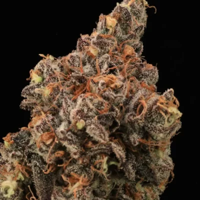 ATLAS_SEED_DIRTY_LAUNDRY_FLOWER_1_LUSCIOUS_GENETICS