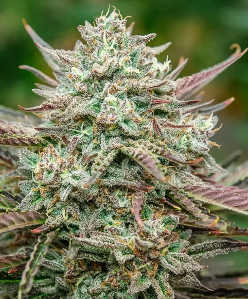 ATLAS_SEED_FACE_FAT_AUTO_FLOWER_1_LUSCIOUS_GENETICS