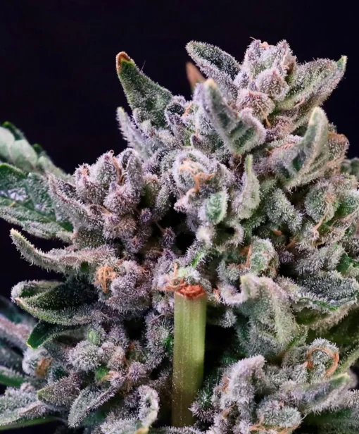 ATLAS_SEED_GELATO_41_FLOWER_1_LUSCIOUS_GENETICS