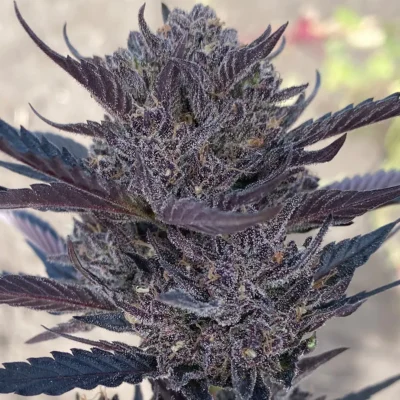 ATLAS_SEED_GMO_8_AUTO_FLOWER_1_LUSCIOUS_GENETICS