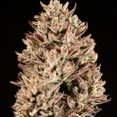 ATLAS_SEED_GMO_AUTO_FLOWER_1_LUSCIOUS_GENETICS