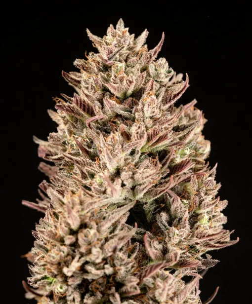ATLAS_SEED_GMO_AUTO_FLOWER_1_LUSCIOUS_GENETICS