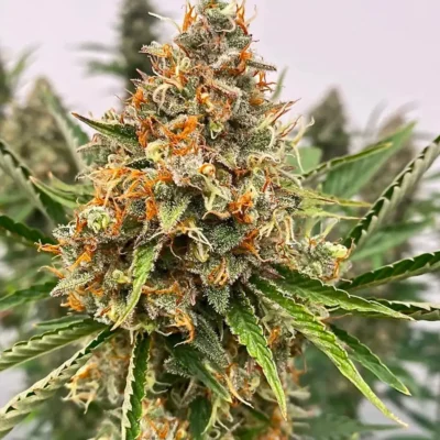 ATLAS_SEED_MENDO_BUTTER_FLOWER_1_LUSCIOUS_GENETICS