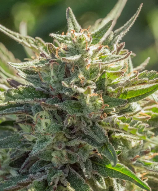 ATLAS_SEED_MYTHIC_CHEETAH_FLOWER_1_LUSCIOUS_GENETICS