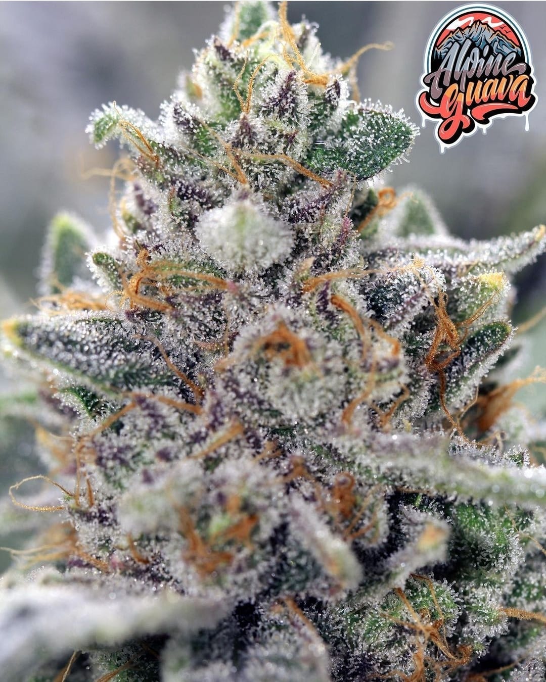 SIN_CITY_SEEDS_APLINE_GUAVA_FLOWER_1_LUSCIOUS_GENETICS