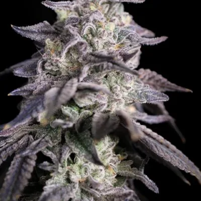 SIN_CITY_SEEDS_BLUE_POWER_FEM_FLOWER_1_LUSCIOUS_GENETICS