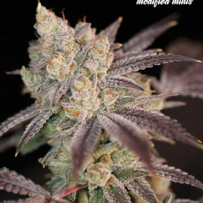 SIN_CITY_SEEDS_MODIFIED_MINTS_FEM_FLOWER_1_LUSCIOUS_GENETICS