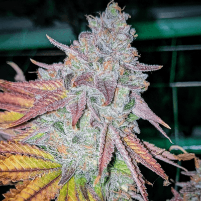 SIN_CITY_SEEDS_RAINBOWS_AT_NIGHT_FLOWER_1_LUSCIOUS_GENETICS