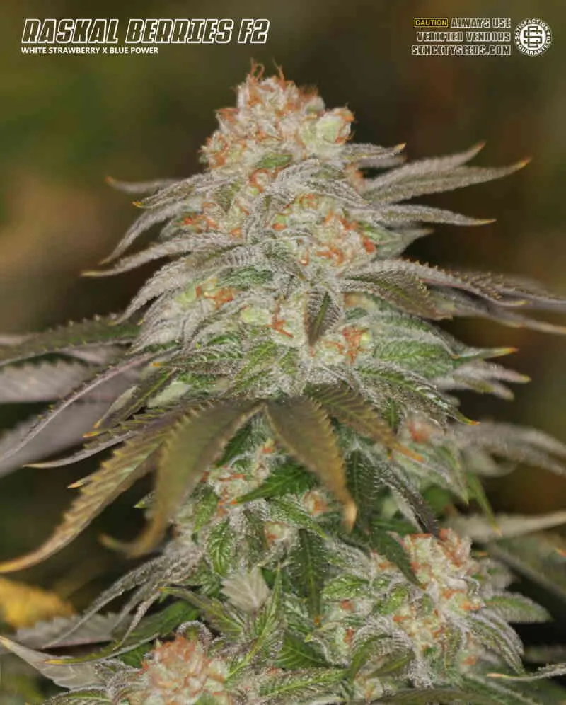 SIN_CITY_SEEDS_RASCAL_BERRIES_F2_FLOWER_1_LUSCIOUS_GENETICS
