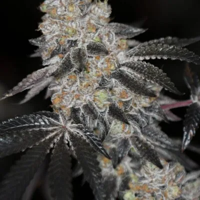 SIN_CITY_SEEDS_SIN_MINT_COOKIES_FEM_FLOWER_1_LUSCIOUS_GENETICS