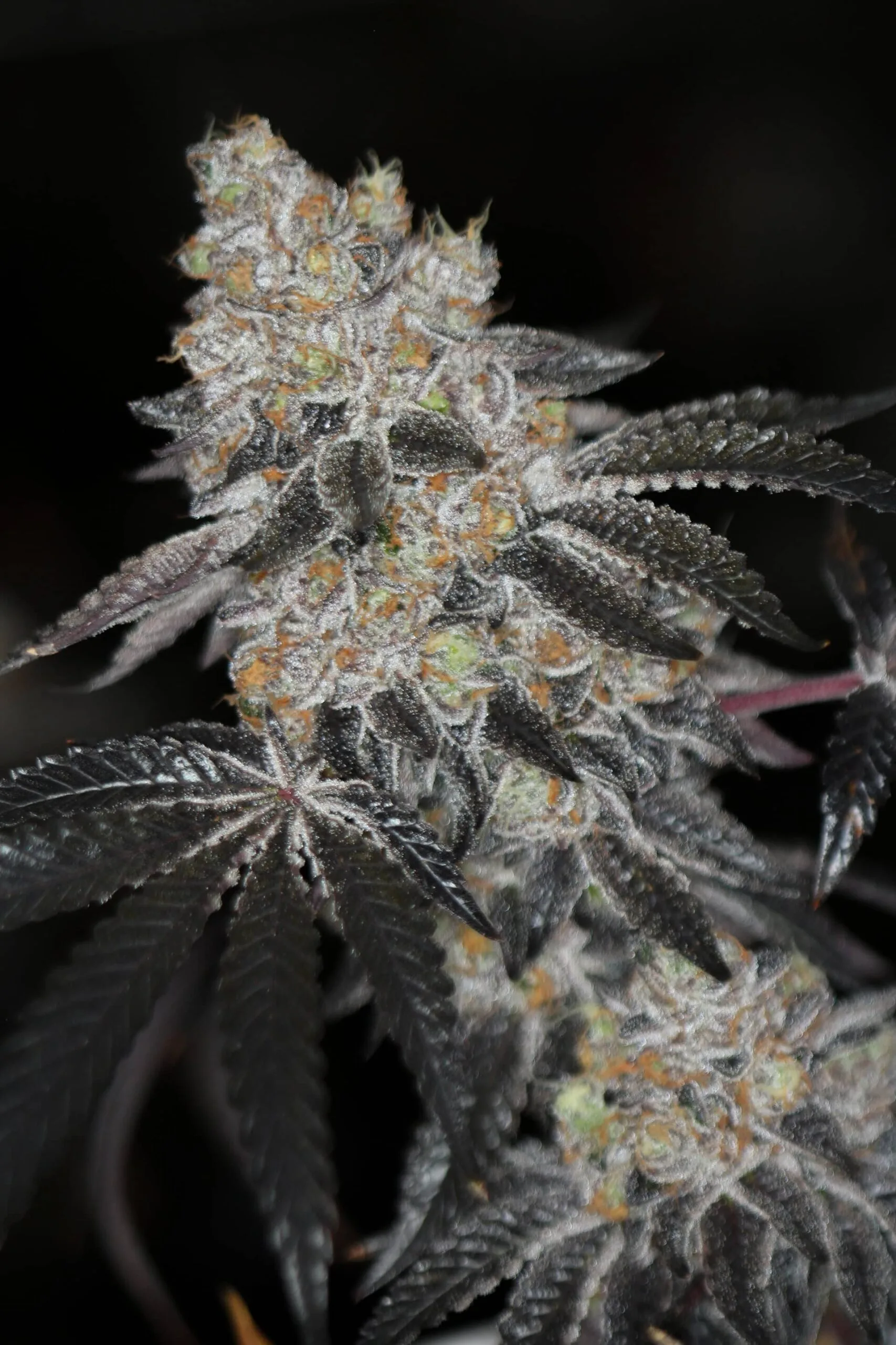 SIN_CITY_SEEDS_SIN_MINT_COOKIES_FEM_FLOWER_1_LUSCIOUS_GENETICS