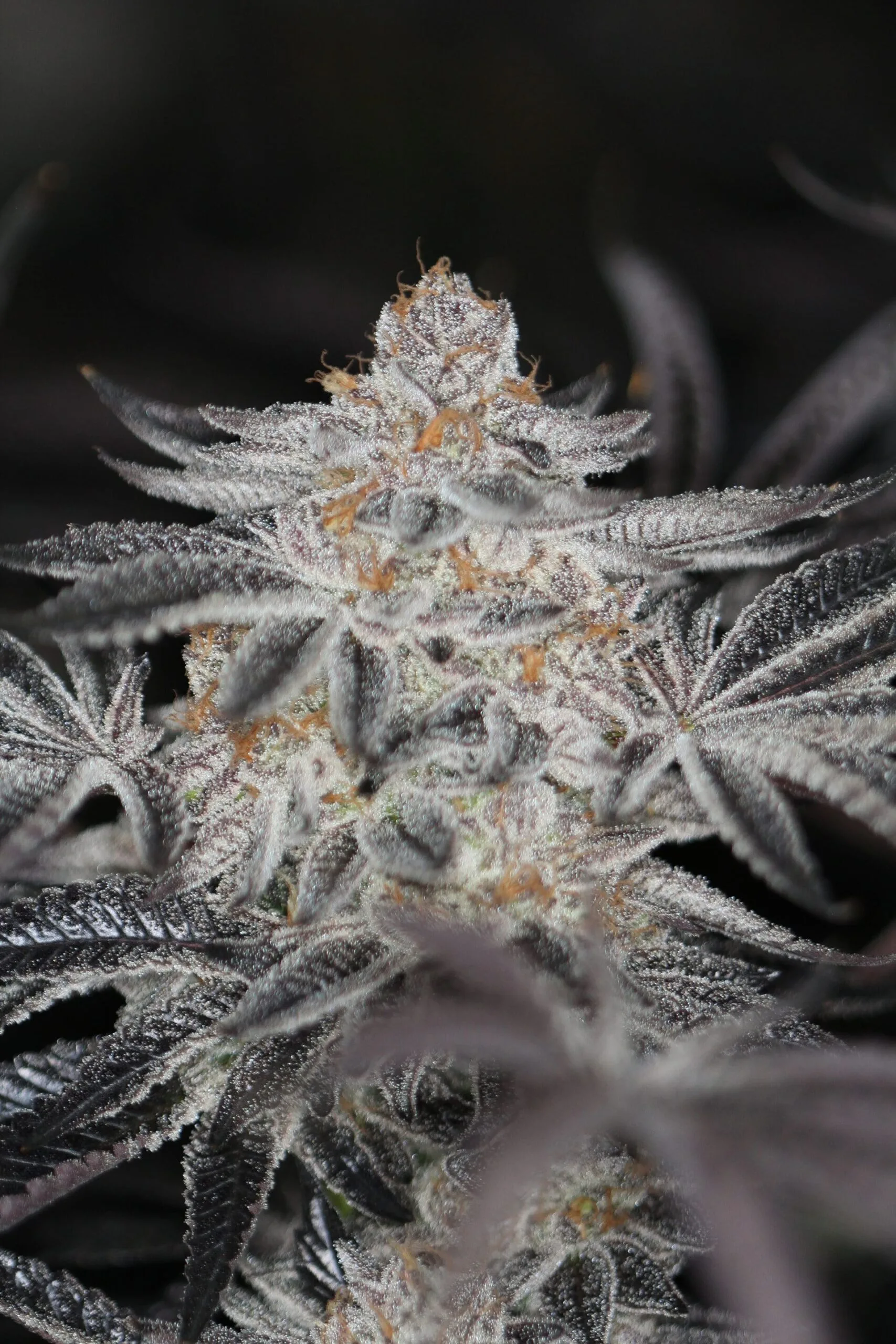 SIN_CITY_SEEDS_SIN_MINT_COOKIES_FEM_FLOWER_3_LUSCIOUS_GENETICS
