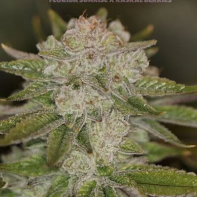 SIN_CITY_SEEDS_SPRING_SWAGGER_FLOWER_1_LUSCIOUS_GENETICS