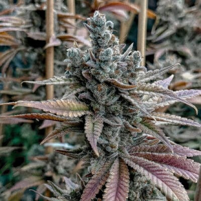 SOLFIRE_GARDENS_LEMON_ELIXIR_FLOWER_1_LUSCIOUS_GENETICS