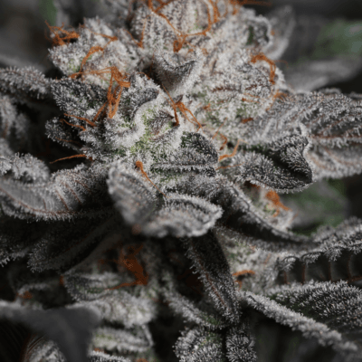 SIN_CITY_SEEDS_BEACH_TRUFFLE_FEM_FLOWER_1_LUSCIOUS_GENETICS