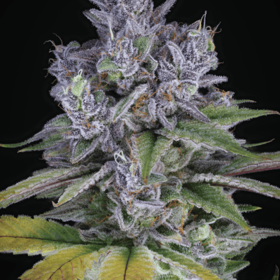 SIN_CITY_SEEDS_BLUE_POWER_IX2_FEM_FLOWER_1_LUSCIOUS_GENETICS