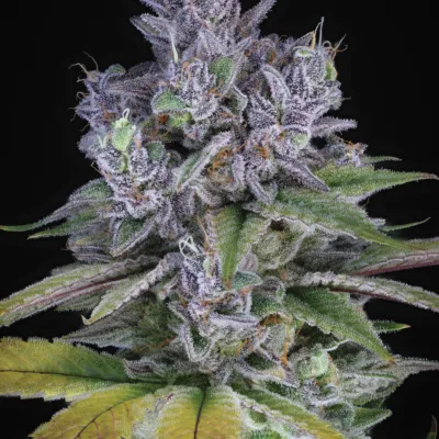 SIN_CITY_SEEDS_BLUE_POWER_IX2_FEM_FLOWER_1_LUSCIOUS_GENETICS