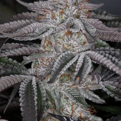 SIN_CITY_SEEDS_COCONUT_CLOUD_FEM_FLOWER_1_LUSCIOUS_GENETICS