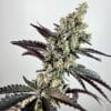 Falcon Heavy #4 Rooted Clone