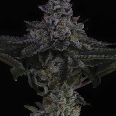 SIN_CITY_SEEDS_NUCLEAR_POWER_FEM_FLOWER_1_LUSCIOUS_GENETICS
