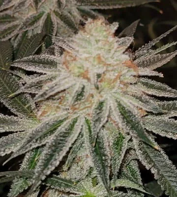 Sundae Driver #19 (Valley Cut) (Rooted)