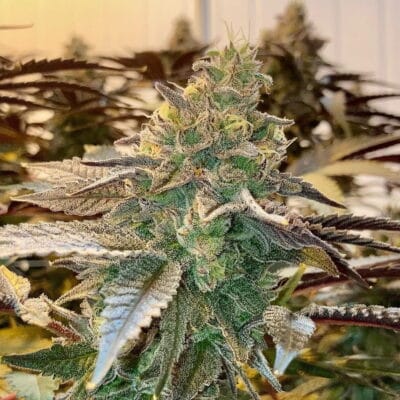Sherb Cream Pie (Bonez Cut) (Rooted)