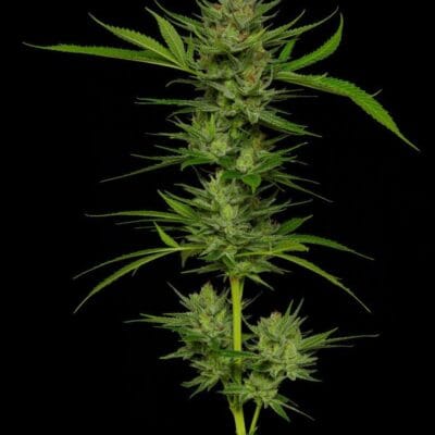 Slightly Stoopid - Stoopid Fruits (Humboldt Cut)