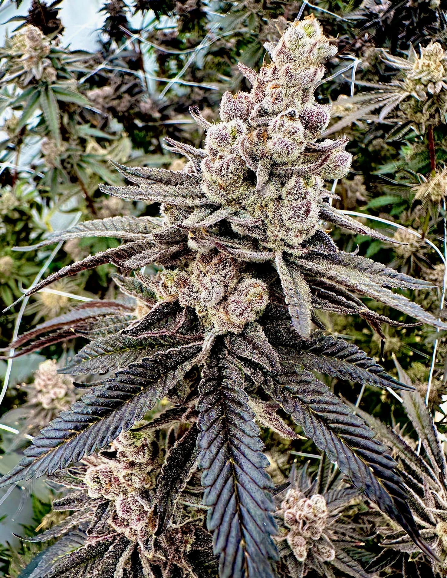 EXOTIC_GENETIX_COLORBLAST_FLOWER_1_LUSCIOUS_GENETICS