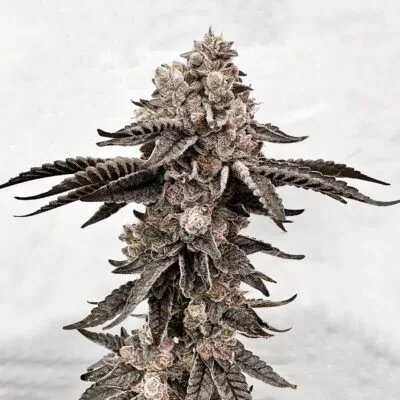 EXOTIC_GENETIX_DRIPADELLIC_FLOWER_1_LUSCIOUS_GENETICS