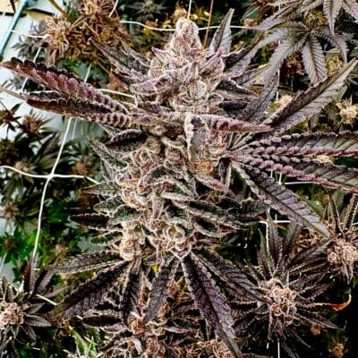 EXOTIC_GENETIX_MONAS_MAGIC_FLOWER_1_LUSCIOUS_GENETICS
