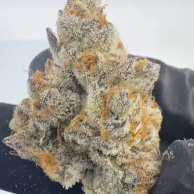 GENETICS_FANATICS_BISCOTTI_OG_FLOWER_5_LUSCIOUS_GENETICS