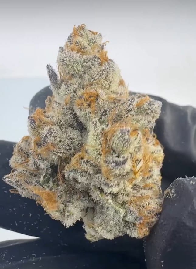 GENETICS_FANATICS_BISCOTTI_OG_FLOWER_5_LUSCIOUS_GENETICS