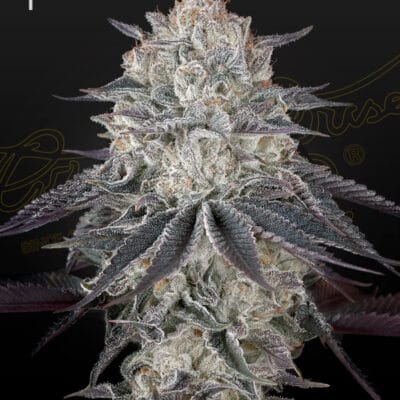 GREEN_HOUSE_SEED_CO_FULLGAS_FLOWER_1_LUSCIOUS_GENETICS