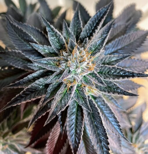 Lhotse - Trichome Bros (Rooted)