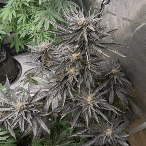 MASS_MEDICAL_STRAINS_BLUE_IRENE_FLOWER_5_LUCSIOUS_GENETICS
