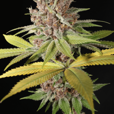 MASS_MEDICAL_STRAINS_BLUE_PUPIL_FLOWER_1_LUSCIOUS_GENETICS