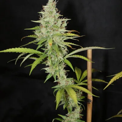 MASS_MEDICAL_STRAINS_HERITAGE_HAZE_F2_REG_FLOWER_1
