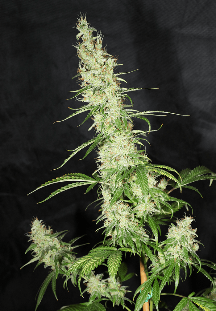 MASS_MEDICAL_STRAINS_HERITAGE_HAZE_F2_REG_FLOWER_2_LUSCIOUS_GENETICS