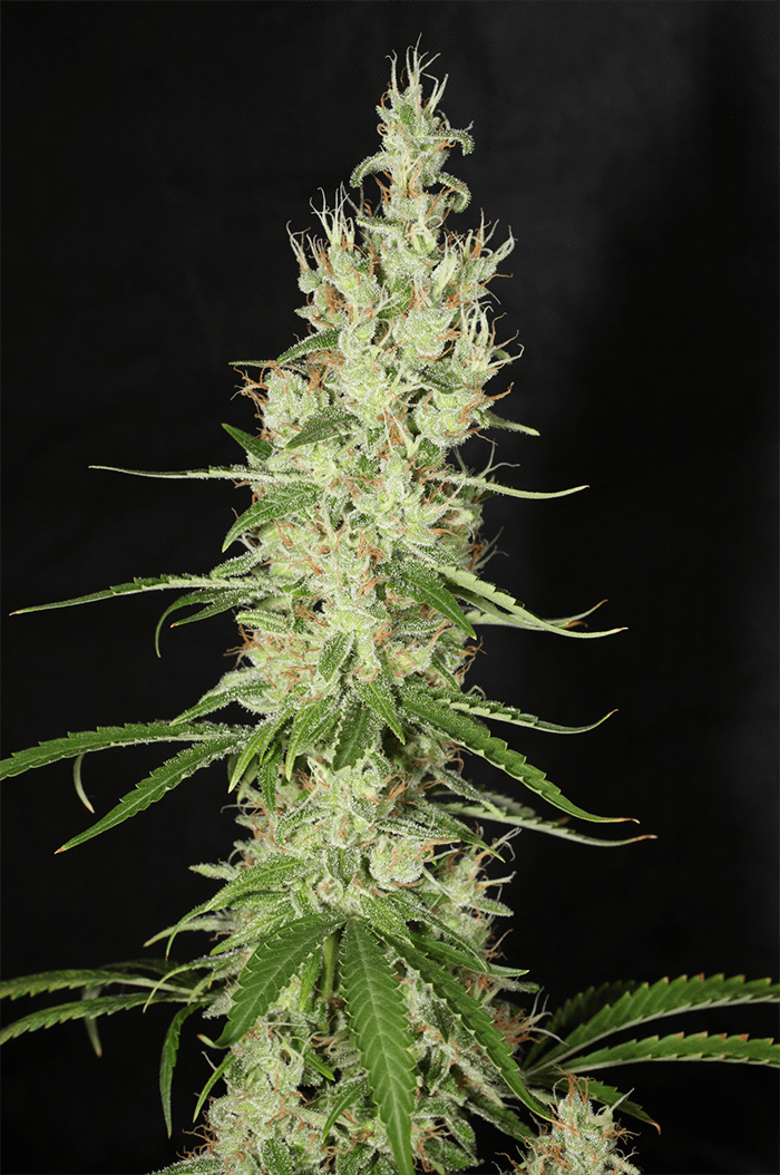 MASS_MEDICAL_STRAINS_HERITAGE_HAZE_F2_REG_FLOWER_3_LUSCIOUS_GENETICS