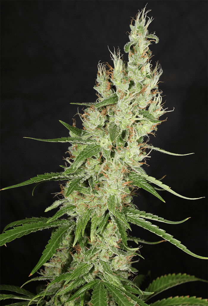 MASS_MEDICAL_STRAINS_HERITAGE_HAZE_F2_REG_FLOWER_4_LUSCIOUS_GENETICS