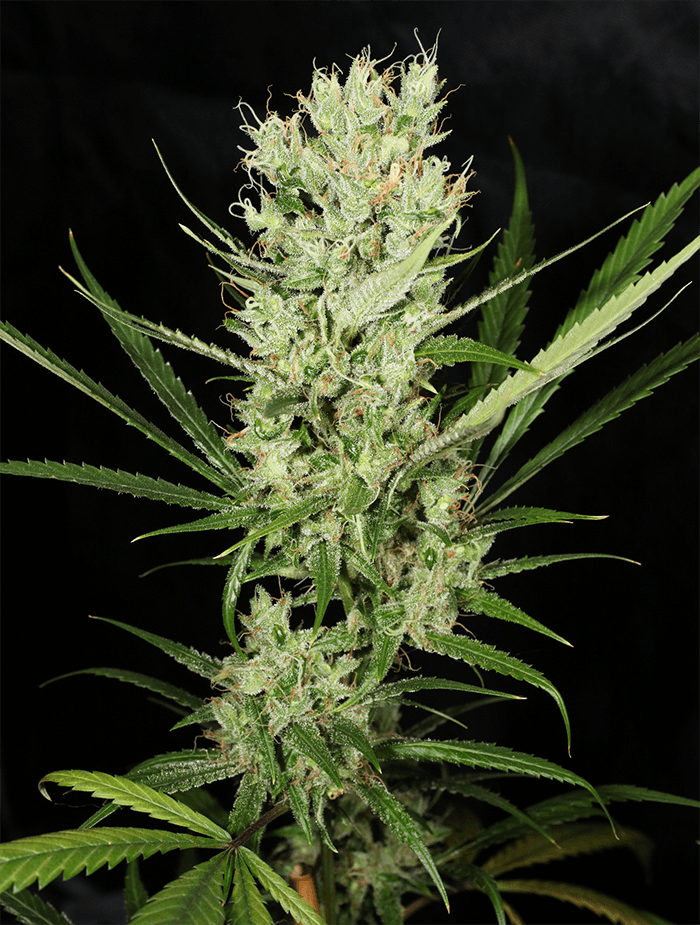 MASS_MEDICAL_STRAINS_HERITAGE_HAZE_F2_REG_FLOWER_5_LUSCIOUS_GENETICS