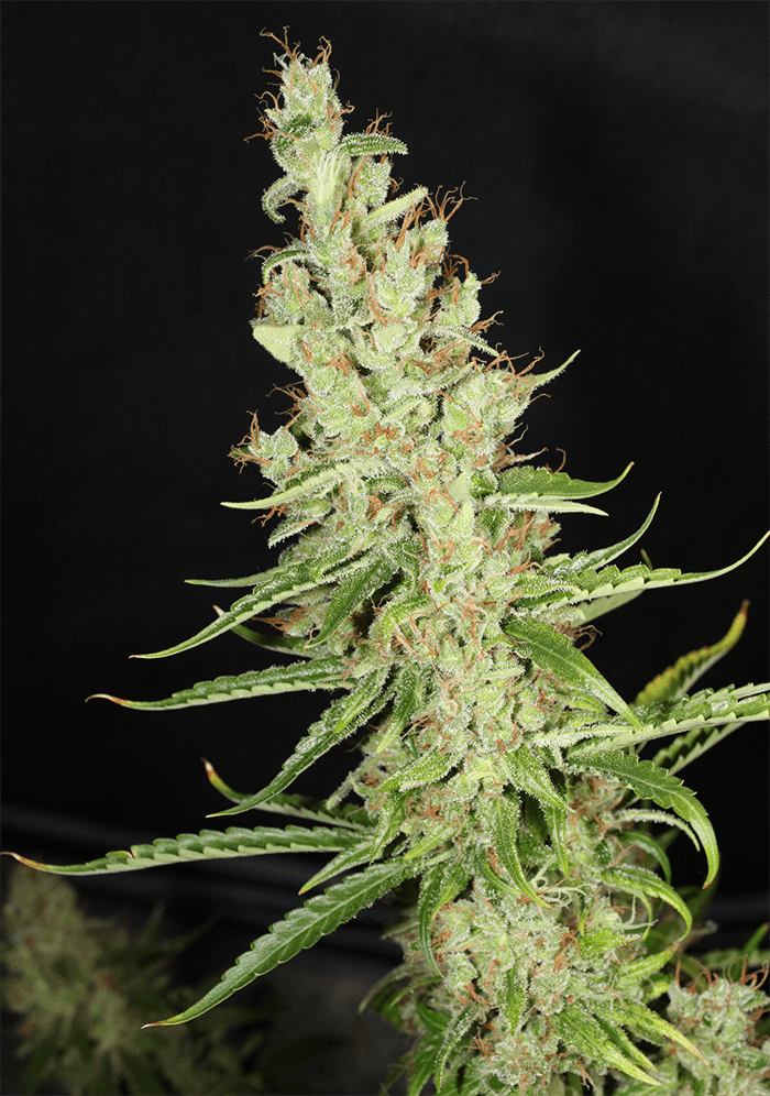 MASS_MEDICAL_STRAINS_HERITAGE_HAZE_F2_REG_FLOWER_6_LUSCIOUS_GENETICS