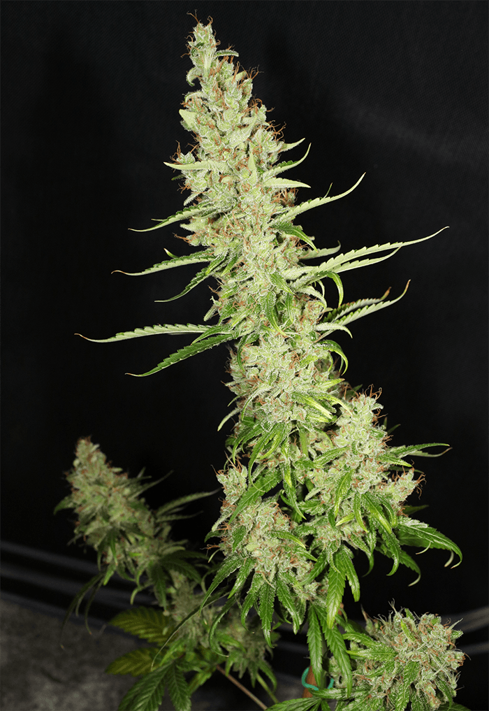 MASS_MEDICAL_STRAINS_HERITAGE_HAZE_F2_REG_FLOWER_7_LUSCIOUS_GENETICS