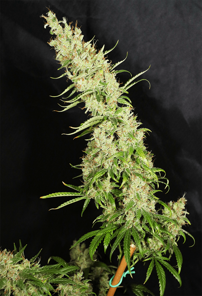 MASS_MEDICAL_STRAINS_HERITAGE_HAZE_F2_REG_FLOWER_8_LUSCIOUS_GENETICS