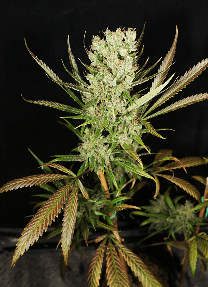 MASS_MEDICAL_STRAINS_HERITAGE_HAZE_F2_REG_FLOWER_9_LUSCIOUS_GENETICS