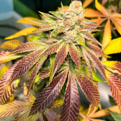 MASS_MEDICAL_STRAINS_PUPIL_KUSH_FLOWER_1_LUSCIOUS_GENETICS